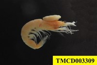 藏品(梭形附頭虱)的圖片